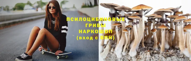 Псилоцибиновые грибы Psilocybe  Удомля 